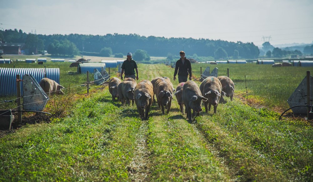 Outdoor-bred pigs walking through a grassy field with shelters and stockpeople in the background